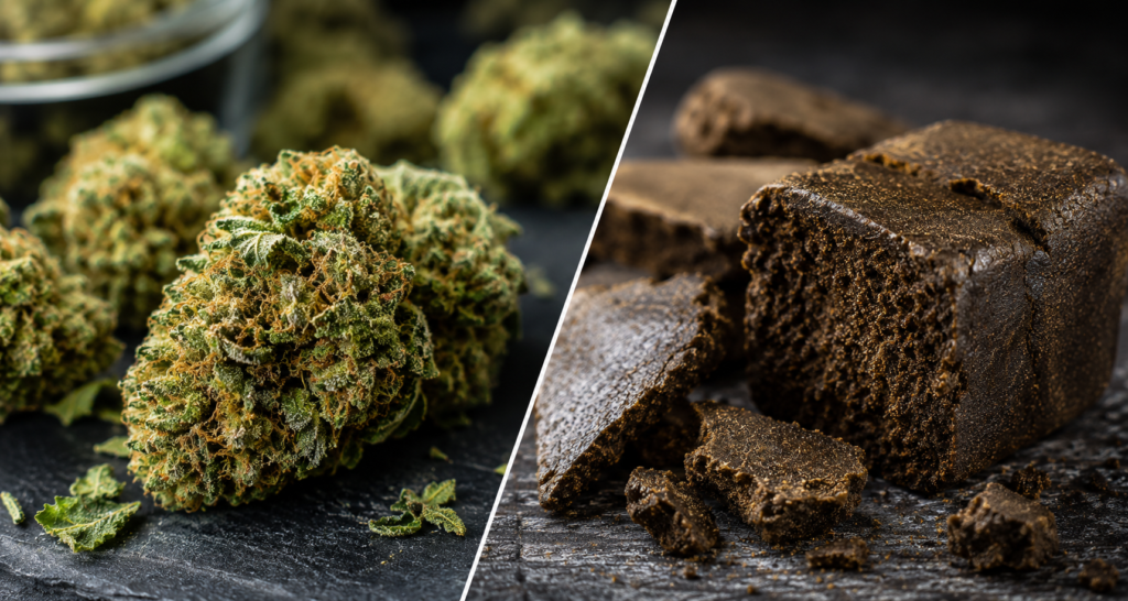 Comparaison entre fleurs de CBD et résine de CBD montrant leurs différences de texture et de matière