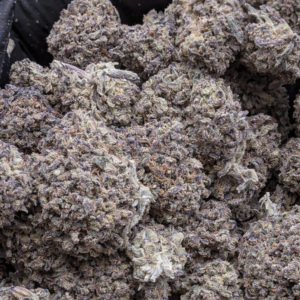 Black Mango Smalls – Sélection